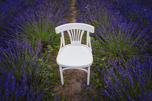 In a field of lavender, a white vintage chair stands out among the flowers