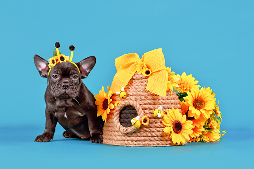 Black French Bulldog dog puppy with bee costume antlers sitting next to beehive and sunflowers on blue background