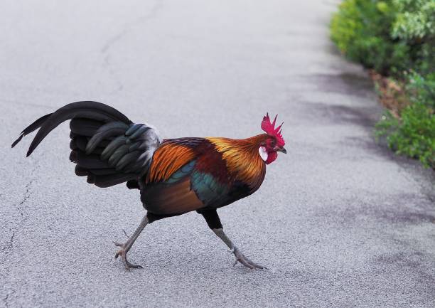 istock Red Junglefowl at a local park 1484755378