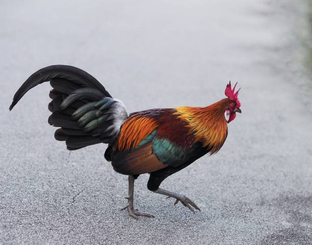 istock Red Junglefowl at a local park 1484755387