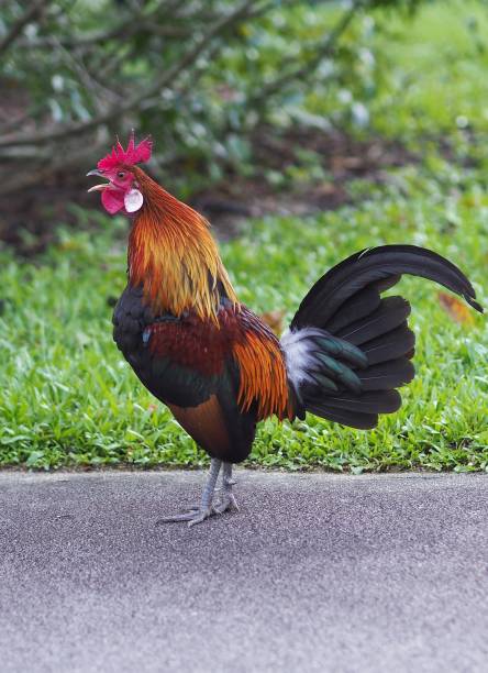 istock Red Junglefowl at a local park 1484755389
