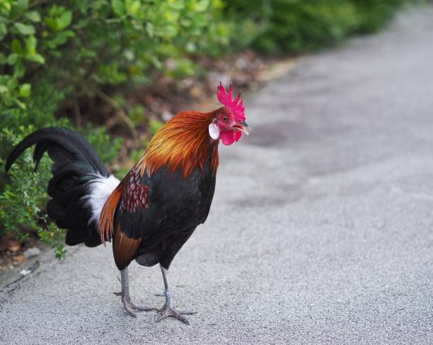 istock Red Junglefowl at a local park 1484755405