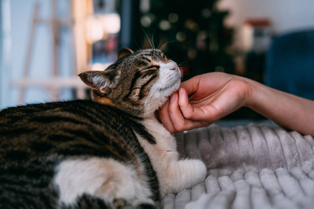 istock Portrait of Beautiful Tabby Cat 1484755527