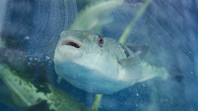 Pufferfish in a tank in Japan