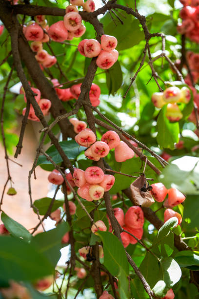 istock A lotus mist fruit tree covered with fruit lotus mist 1484756639