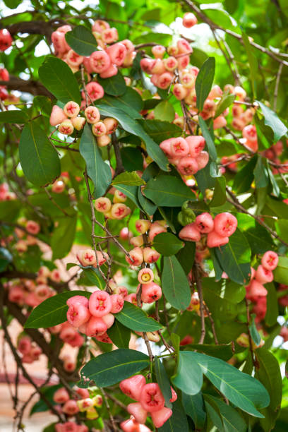 istock A lotus mist fruit tree covered with fruit lotus mist 1484756666