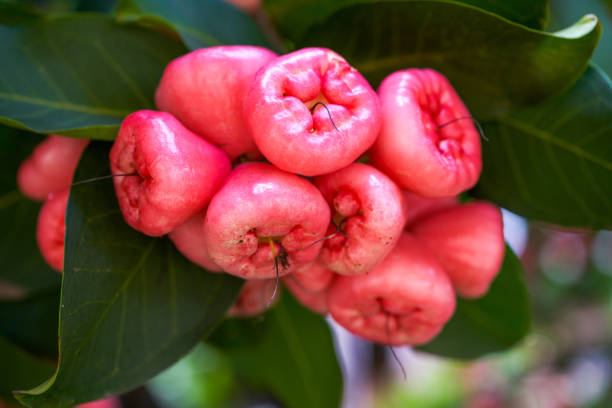 istock A lotus mist fruit tree covered with fruit lotus mist 1484756753