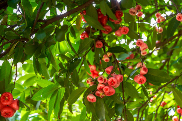 A lotus mist fruit tree covered with fruit lotus mist