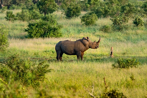 A rhinoceros standing in a grassy field in South Africa.