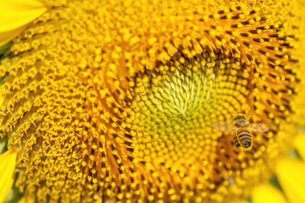 Sunflower close up with bee flying to drink nectar macro background