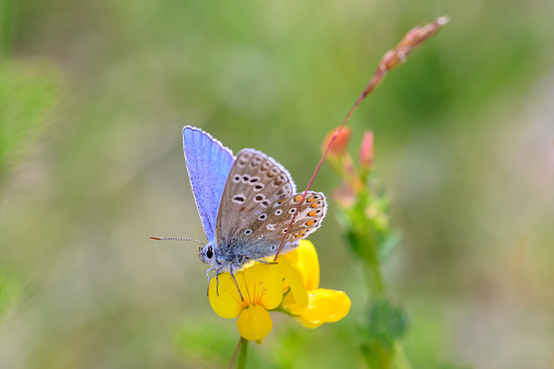 The Adonis blue butterfly - Polyommatus bellargus - resting on a blossom of the common bird's-foot trefoil, eggs and bacon, birdsfoot deervetch or bird's-foot trefoil - Lotus corniculatus