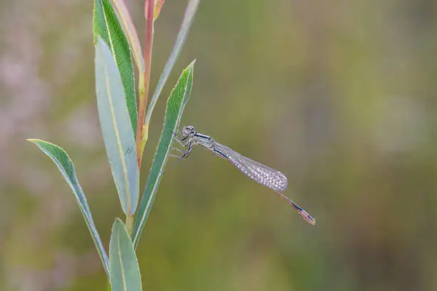 Juvenile, uncolored, male of the Blue-tailed Damselfly 
or Common Bluetail  Ischnura elegans, 
on a willow branch in its natural habitat.