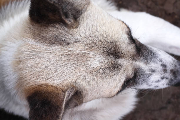 istock Asian dog fur head topview background 1484758732