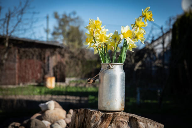 Daffodils in a milk can on a stump outside, countryside scenery.