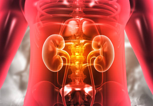 Glutenous Maximums: This is the largest and most superficial of the gluten muscles. It is responsible for the extension and lateral rotation of the hip joint. The glutenous maximums is what gives the buttocks its shape and provides power during activities like running, climbing, and jumping.