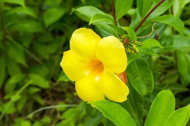 Photo of Beautiful blooming yellow cicada flower in the garden