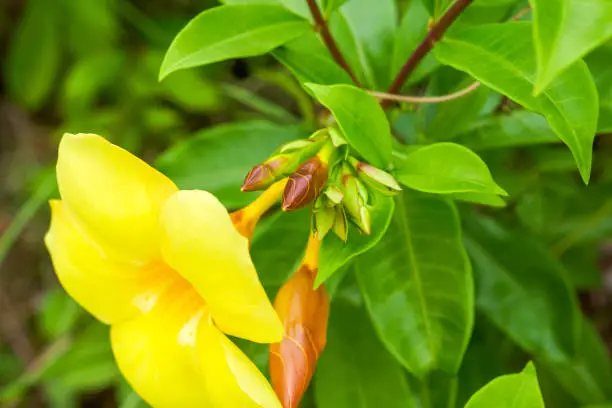 Photo of Beautiful blooming yellow cicada flower in the garden