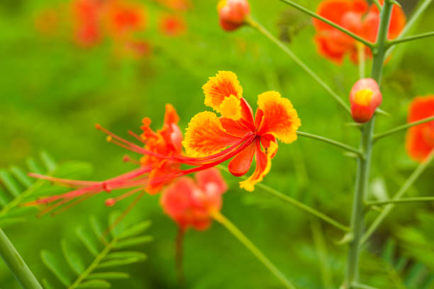 Delonix regia, is also known as Flamboyant, flamboiã (Portuguese), royal poinciana and Flame tree.\n\nThe south of Minas Gerais state has steep growing tourism. The region, known by its stunning scenery, is visited for its nature and culture. \n\nThe region is very rich in minerals and rocks and the landscape is full of mountains, waterfalls, and canyons.\n\nThe vegetation is known as Cerrado, a vast tropical savanna.\n\nThe great amounts of research have proved that the Cerrado is one of the richest of all tropical savanna regions in the world, and has high levels of endemism. Characterized by enormous ranges of plant and animal biodiversity, World Wide Fund for Nature named it the biologically richest savanna in the world, with about 10,000 plant species and 10 endemic bird species. There are nearly 200 species of mammal in the Cerrado, though only 14 are endemic.\n\nThus the region is also much visited by ecotourists.