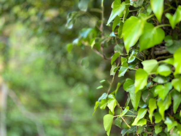 istock green beauty of leaves 1484759811