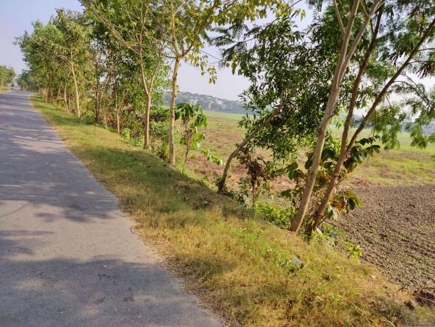 istock Clean  road with trees on both sides in the village 1484759897