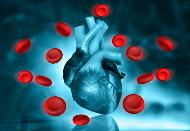 istock Human heart anatomy 1484760196
