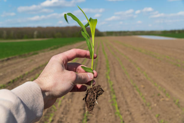 istock The farmer holds a young sprout of corn in his hands. Young corn plants 1484763351