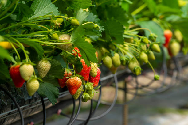 Strawberry plants and watering system on a fruit farm. stock photo