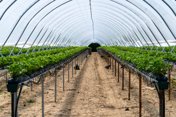 Strawberry plants in a greenhouse with a precise watering system. stock photo