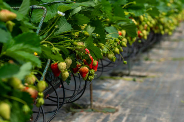 fraises mûres et système d’arrosage dans une rangée. - hydroponics strawberry farm homegrown produce photos et images de collection