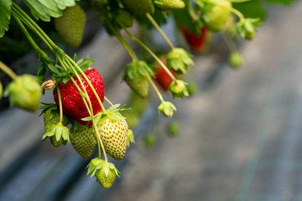 erdbeerpflanzen, die in einem gewächshaus hängen - hydroponics strawberry farm homegrown produce stock-fotos und bilder