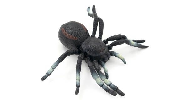 istock Rubber spider toy isolated on white background 1484764472