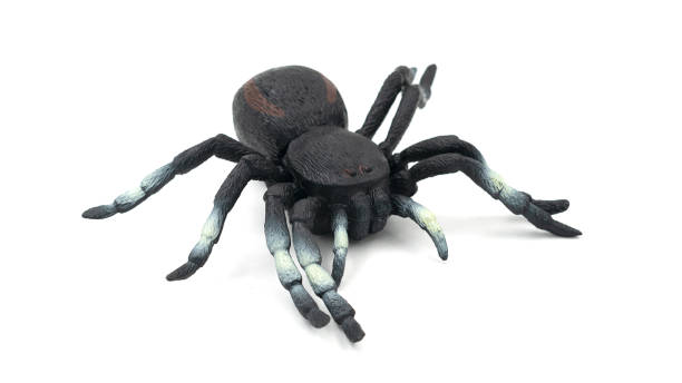 istock Rubber spider toy isolated on white background 1484764474