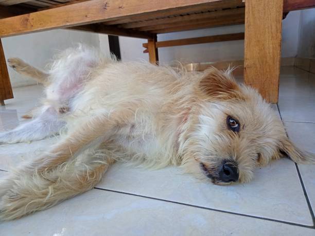 istock A Dutch Smoushond breed dog lying down and glancing 1484764856