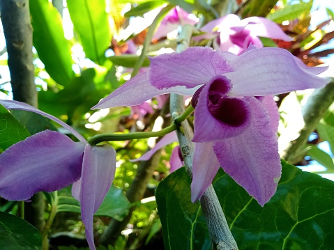 Dendrobium Parishii orchid flowers that are blooming and smell good in the morning