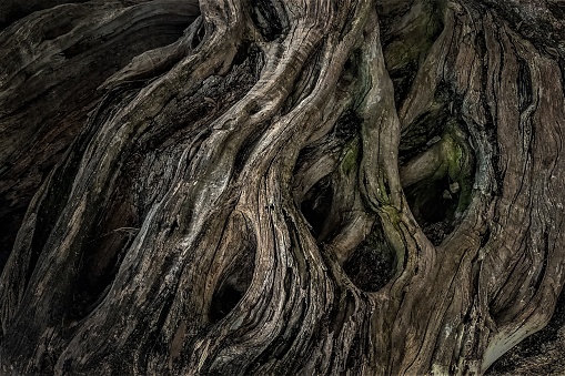 Dark wood trunk