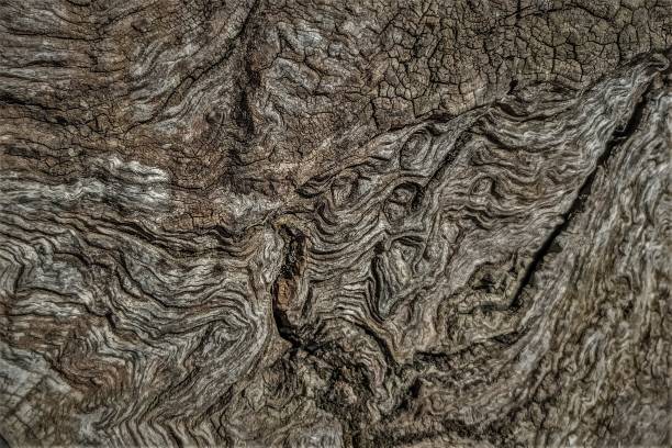 istock Wood texture of old Olive trunk 1484766095