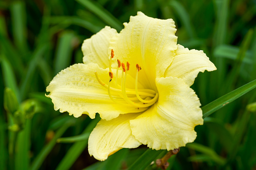 A blooming yellow lily in the garden