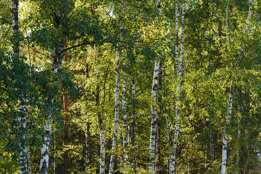 White birch wood forest landscape in summer. Scandinavian deciduous woodland as background.