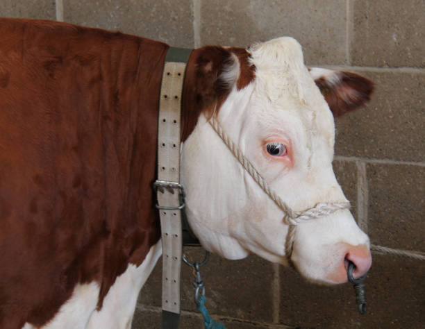 istock Hereford Bull Animal. 1484768365