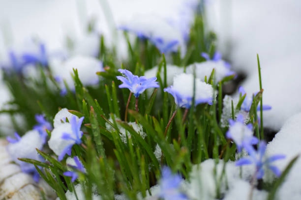 istock Blue plant Chiondoxa Forbesli covered with snow 1484768734