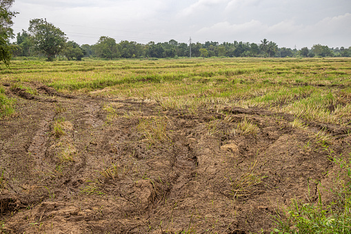 Stubble field after rice harvest in the North Western Province in Sri Lanka