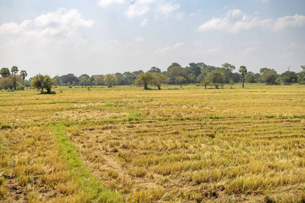 Stubble field after rice harvest in the North Western Province in Sri Lanka