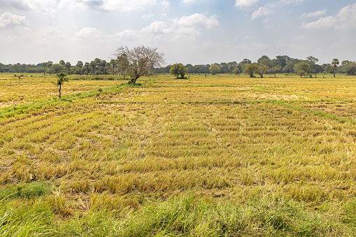 grass mountain in ranong thailand.