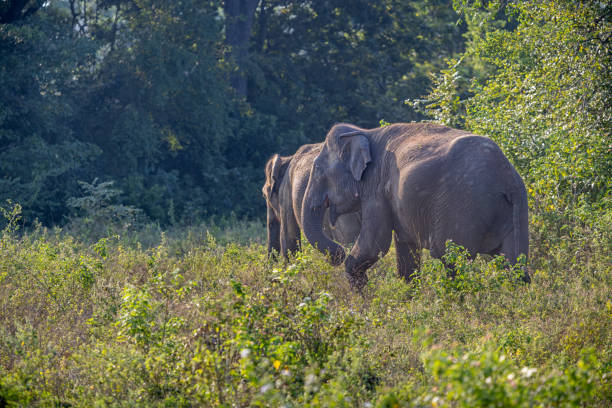 istock Couple of elephants at sunset 1484769146