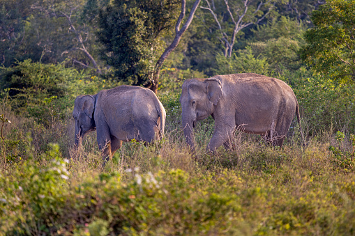 Couple of female elephants, Elephas maximus maximus, in a bush area at sunset. The picture is taken outside the Yala National Park in the Uva Province in Sri Lanka