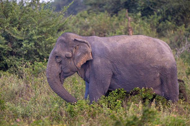 istock Female elephant, Elephas maximus maximus, in a bush area at sunset 1484769295