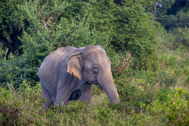istock Female elephant, Elephas maximus maximus, in a bush area at sunset 1484769359