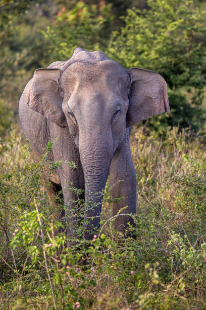 istock Female elephant, Elephas maximus maximus, in a bush area at sunset 1484769454