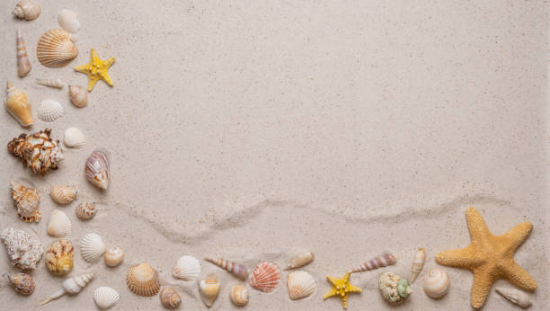 istock Summer, beach and vacation concept with free text space. Top view. Flat layout with various sea shells and sea stars on the left and lower side on fine sandy background 1484771321