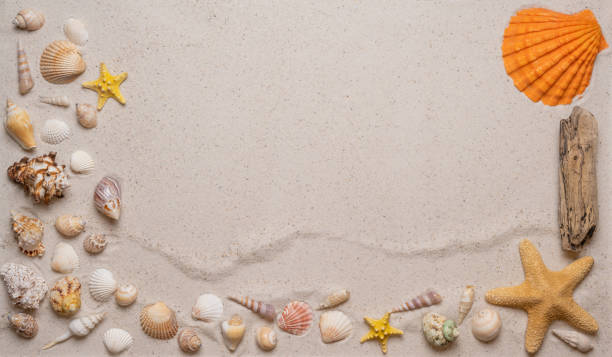 istock Summer, beach and vacation concept with free text space. Top view. Flat layout with various sea shells, sea stars, driftwood on the left, right and lower side on fine sandy background 1484771978